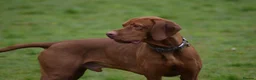 Hungarian Vizsla dogs for sale: LAST GIRL Striking Hungarian Vizsla Pup 1.6% COI in Evesham - Advert 6