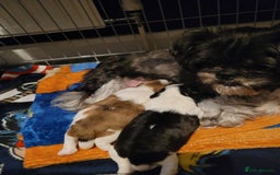 Shihpoo dogs for sale: Shitzu  - Image 16