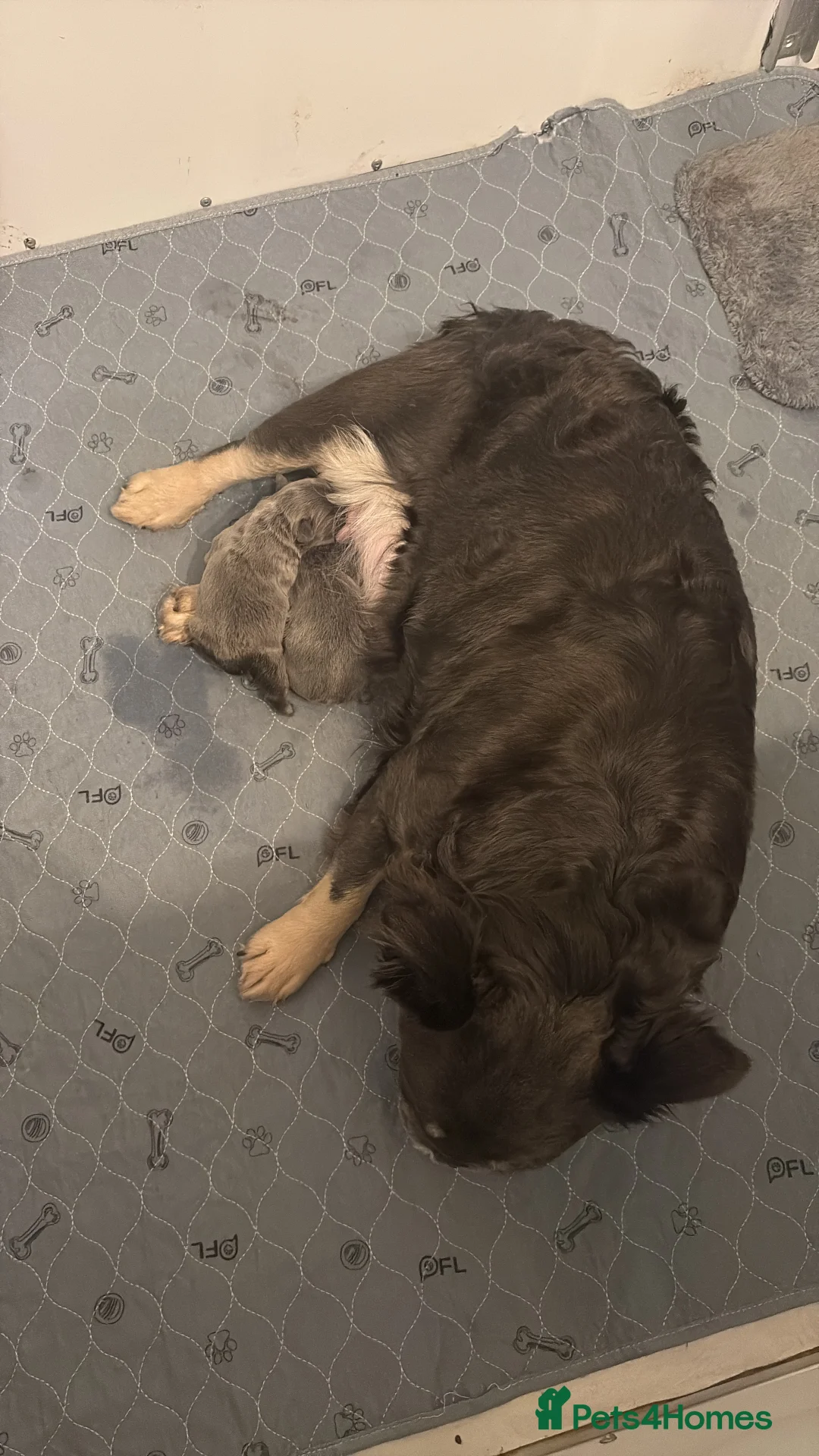 French Bulldog dogs for sale: Blue & Tan Fluffy French Bulldogs  - Advert 2