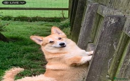 Welsh Corgi Pembroke dogs for sale: adult corgi bitch - Image 1