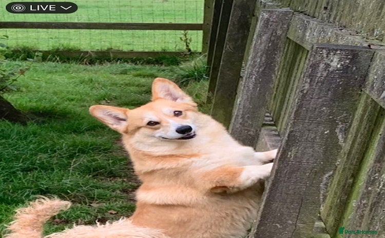 Welsh Corgi Pembroke dogs - Advert 1