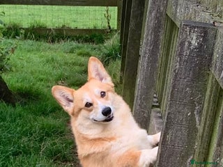 Welsh Corgi Pembroke dogs - Advert 2