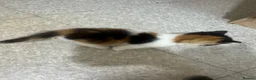 Norwegian Forest Cat cats for sale: Kittens for sale - Advert 1