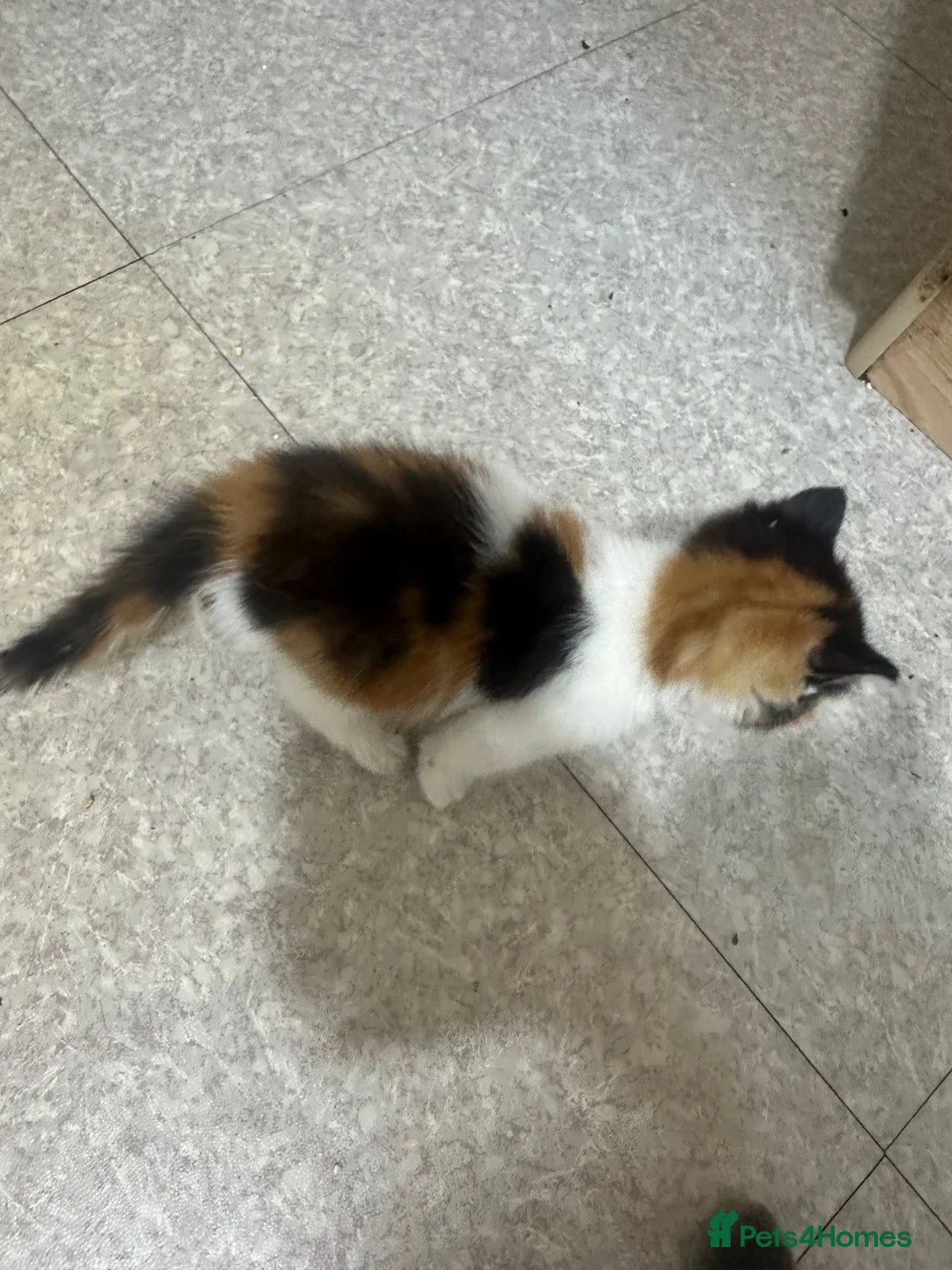 Norwegian Forest Cat cats for sale: Kittens for sale - Advert 1