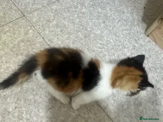 Norwegian Forest Cat cats Kittens for sale - Advert 1