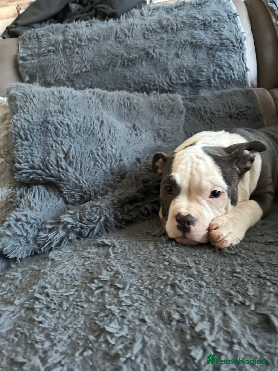 American Bully dogs for sale: 🐾 ABKC Registered Micro/Pocket Bully Puppies! 🐾 - Advert 1