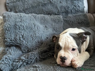 American Bully dogs 🐾 ABKC Registered Micro/Pocket Bully Puppies! 🐾 - Advert 13