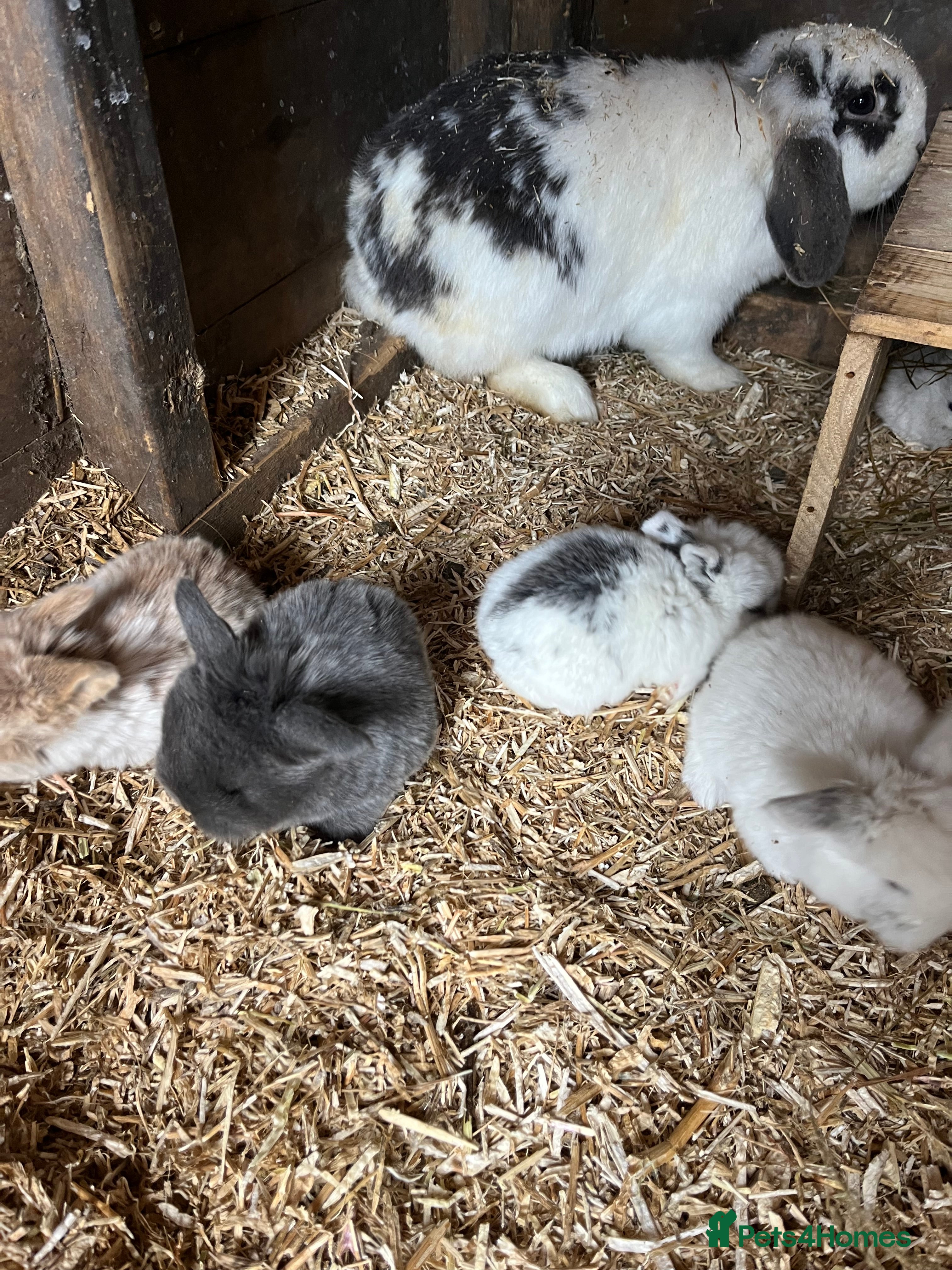 Mini Lop rabbits 6 beautiful baby mini lops  - Advert 16