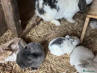 Mini Lop rabbits 6 beautiful baby mini lops - Advert 16