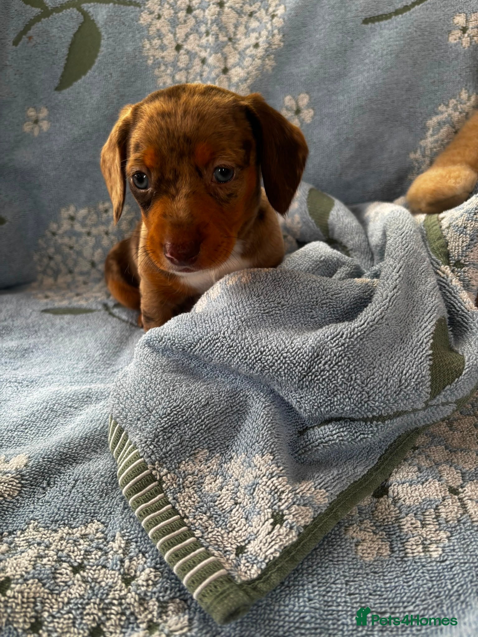 Miniature Dachshund dogs for sale: Miniature dachshund puppies - Advert 21