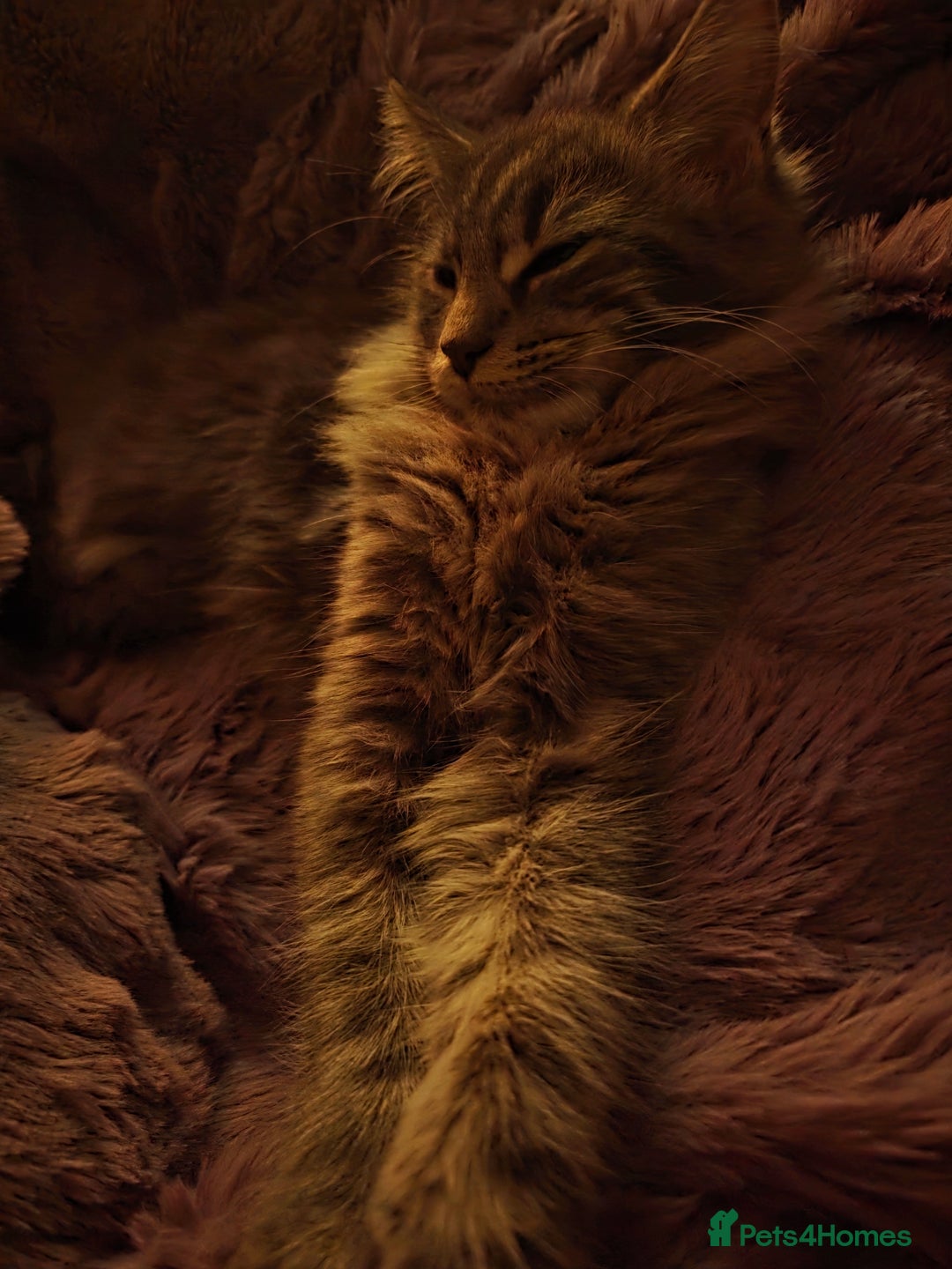Maine Coon cats for sale: Aurora - Stunning Female Maine Coon - Image 7