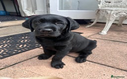 Labrador Retriever dogs for sale: Beautiful Labrador Puppies, Family Raised - Image 4