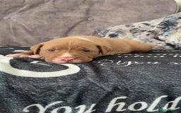 Mixed Breed dogs for sale: Both ready to leave now!   - Image 15