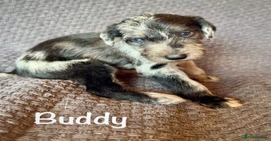 Lurcher dogs - Advert 2