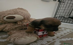 Mixed Breed dogs for sale: Small breed puppies Isle Of Anglesey - Image 4