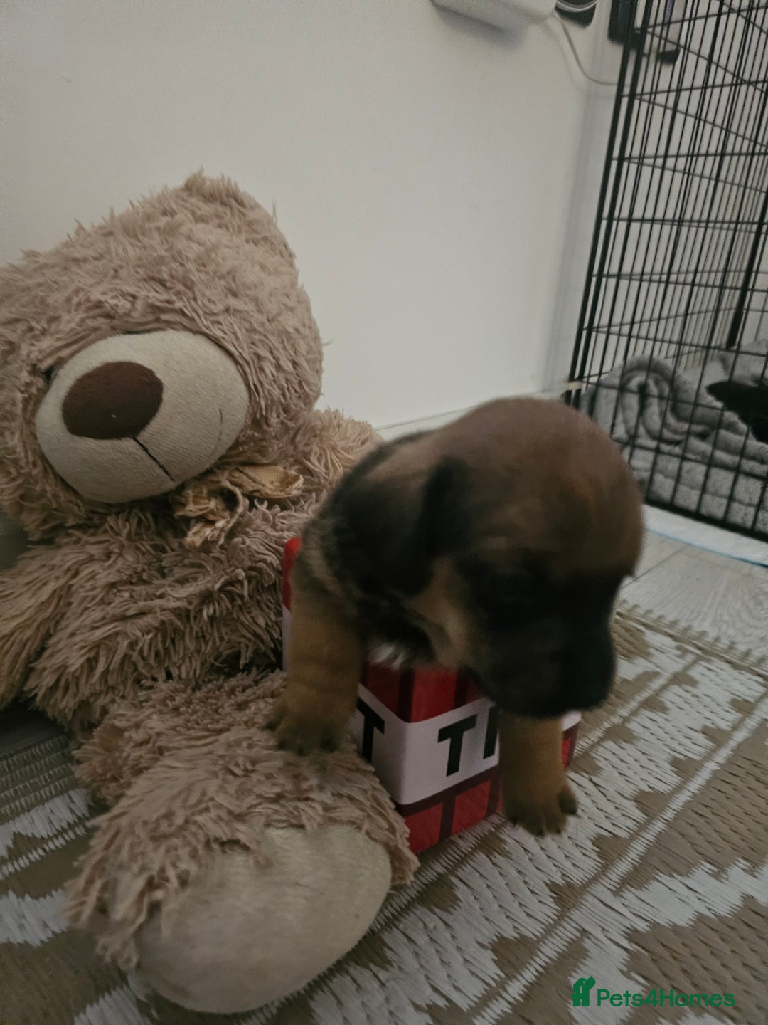 Mixed Breed dogs for sale: Small breed puppies Isle Of Anglesey - Image 4