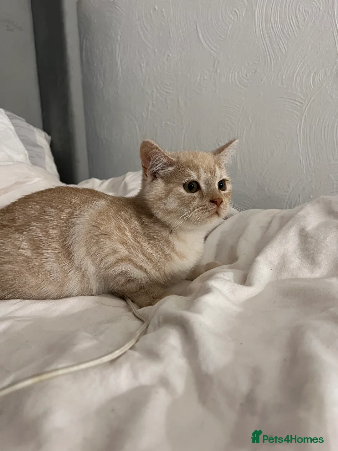 Mixed Breed cats for sale: Beautiful ginger needs a home. - Advert 4