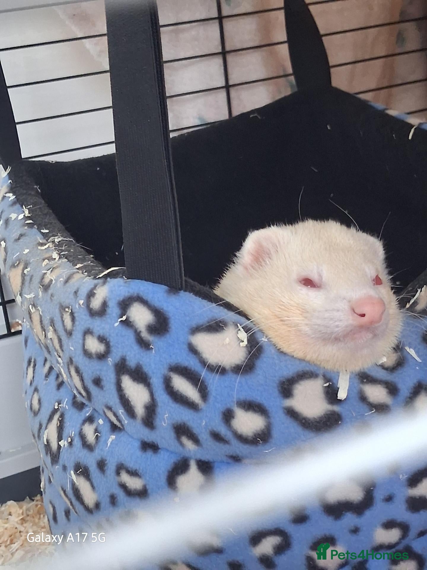 Ferret rodents 2 male ferrets  - Advert 2