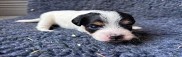 Jack Russell dogs for sale: Stunning rough&smooth coated tri jack Russell pups in Bishop's Stortford - Advert 7