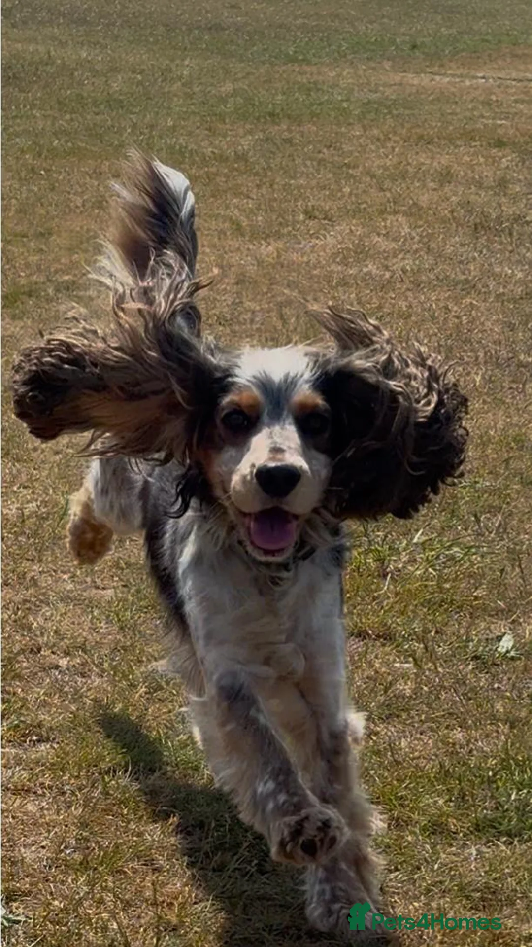 Cocker Spaniel dogs for stud: Stud: sable roan cocker spaniel, 11kg. - Advert 10