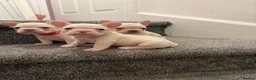 French Bulldog dogs for sale: KC reg French bulldogs Ready 7th August ❤️❤️❤️ - Advert 16