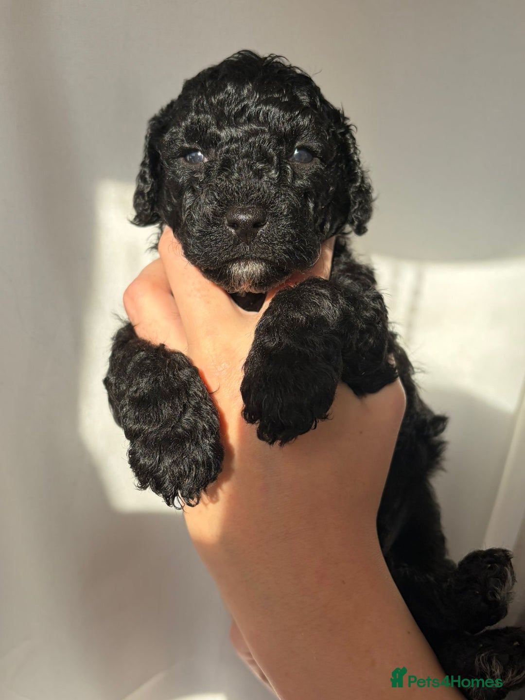 Cavapoo dogs for sale: READY TO LEAVE BLACK & WHITE TEDDY BEAR CAVAPOO - Advert 11