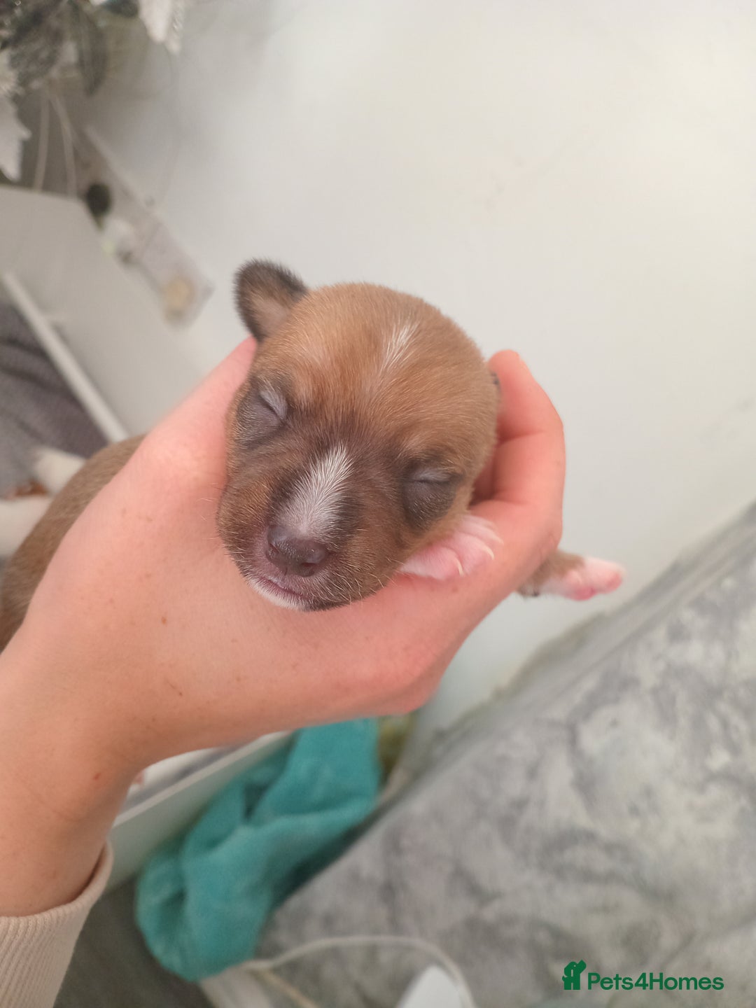 Patterjack dogs for sale: Patterjack/jackrussel - Image 18