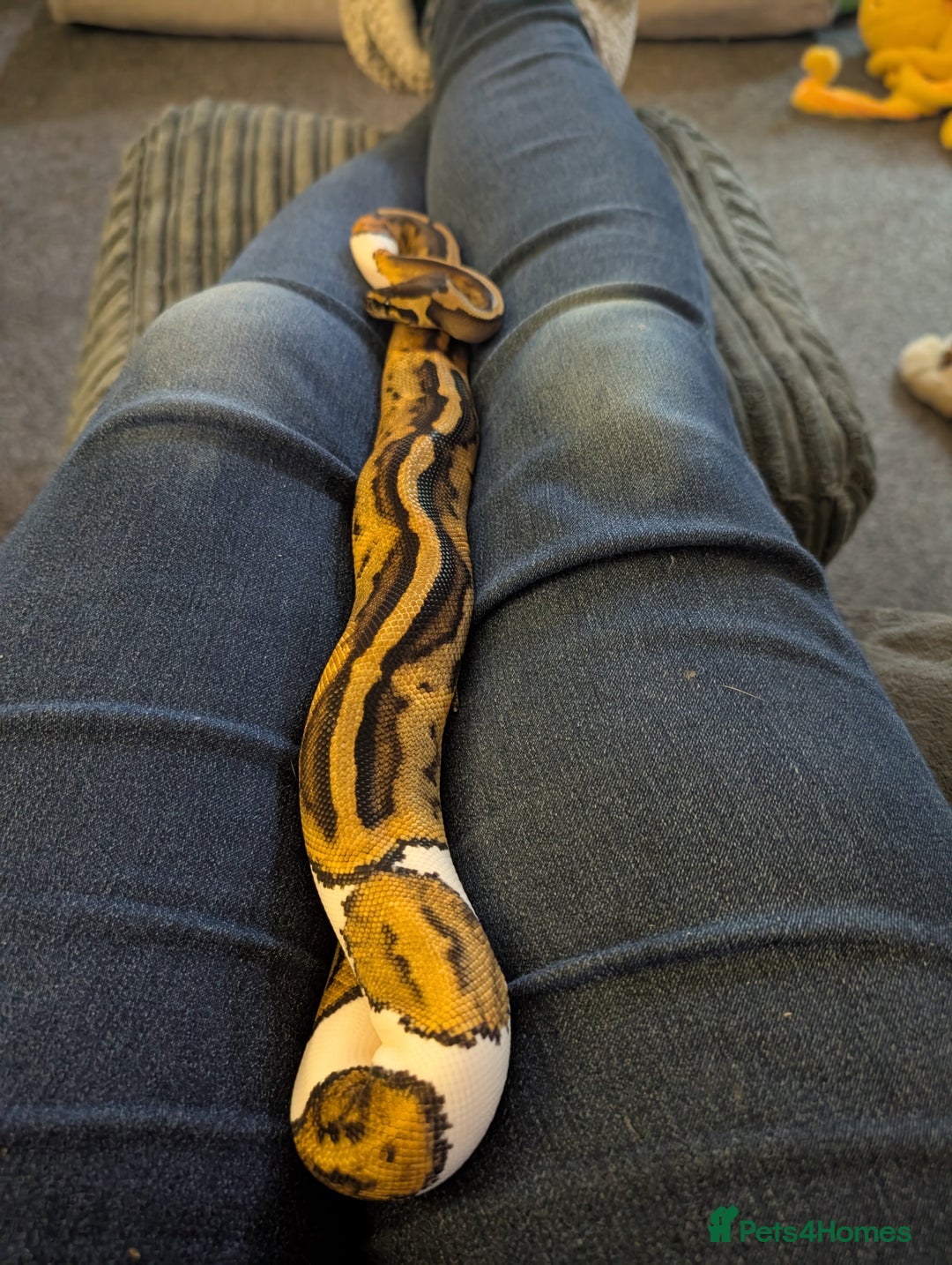 Python Snake reptiles for sale: Pied Ball Python female  - Advert 3