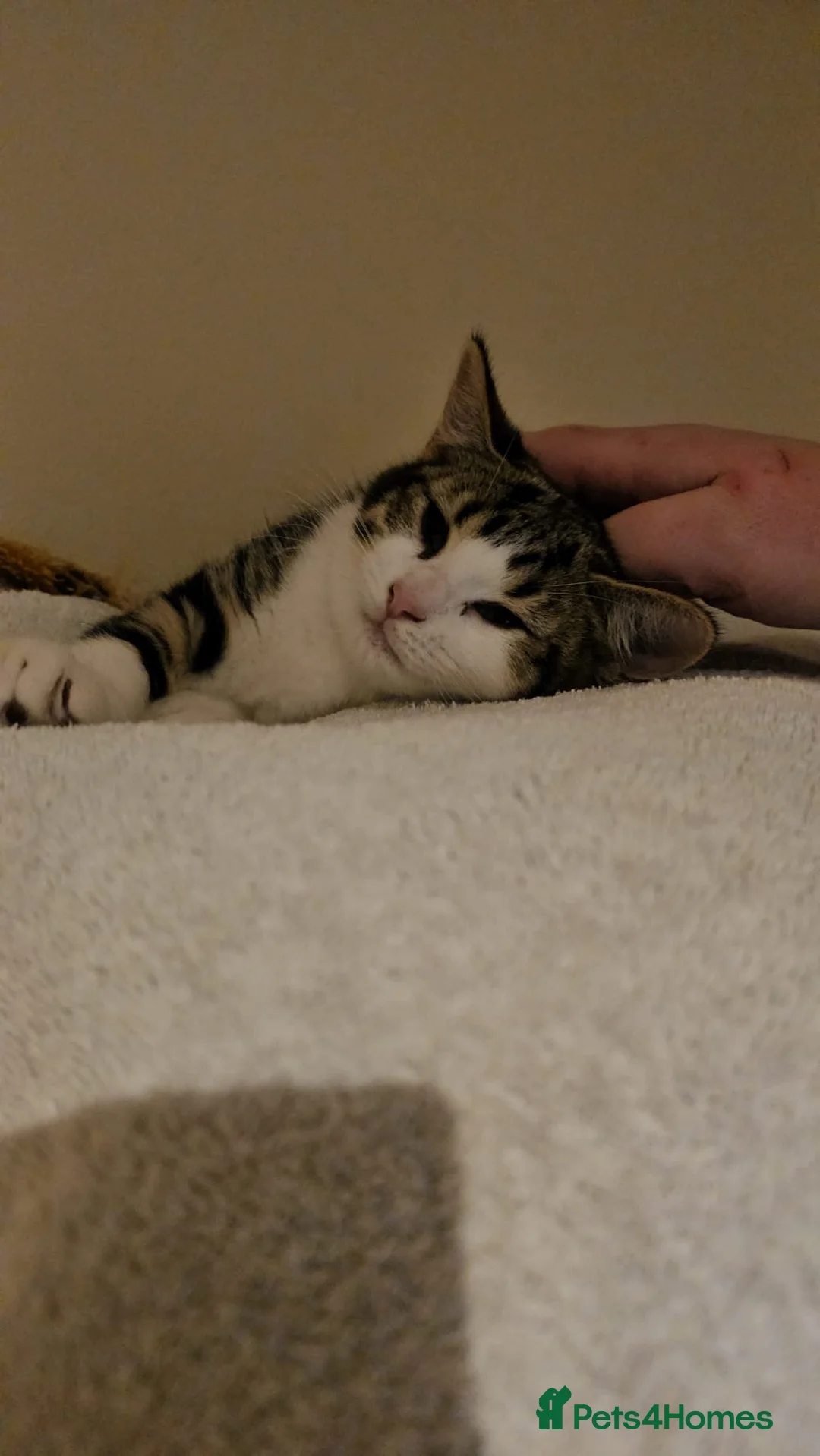 Mixed Breed cats for adoption: Bonded pair of rescue kittens ready for home - Advert 3