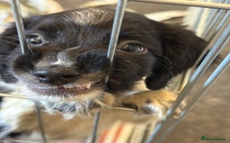 English Springer Spaniel dogs for sale: English Springer spaniel  - Image 6