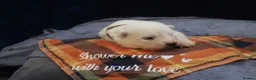 Samoyed dogs for sale: Litter of joy and fluffiness  - Advert 5