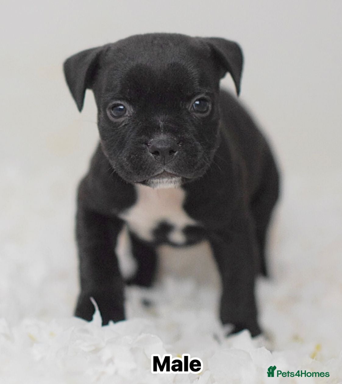 Staffordshire Bull Terrier dogs Incredible black male  - Advert 7