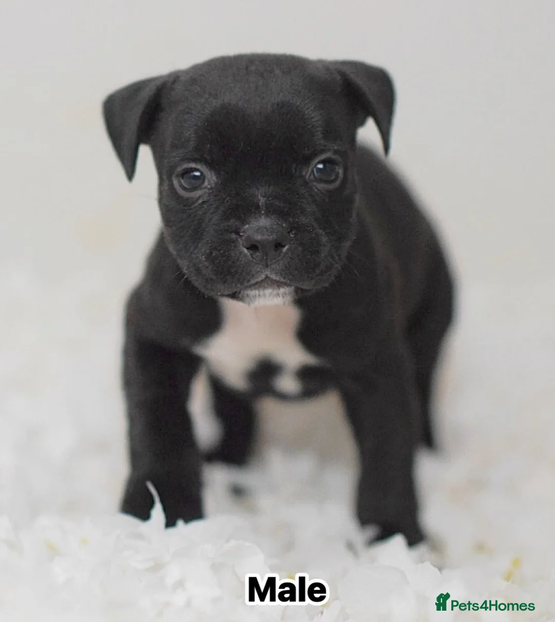 Staffordshire Bull Terrier dogs for sale: Incredible black male  - Advert 1