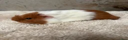 Guinea Pig rodents for sale: Baby Guinea pigs - Advert 8
