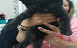 British Shorthair cats for sale: Cute kittens  - Image 3