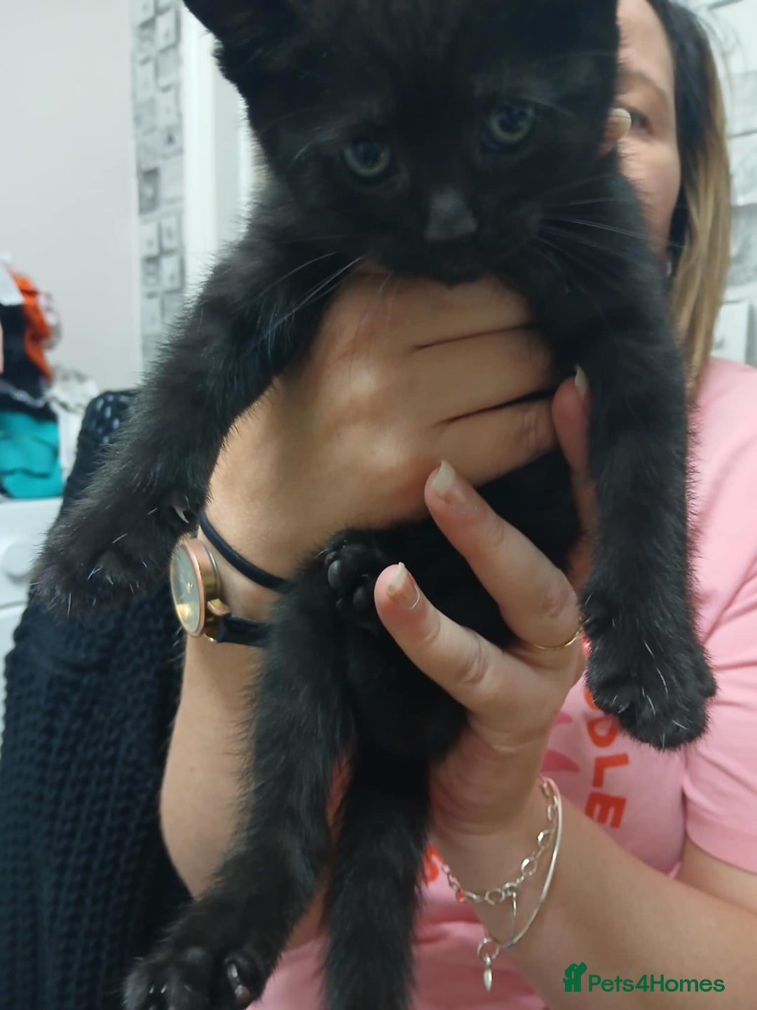 British Shorthair cats for sale: Cute kittens  - Image 3