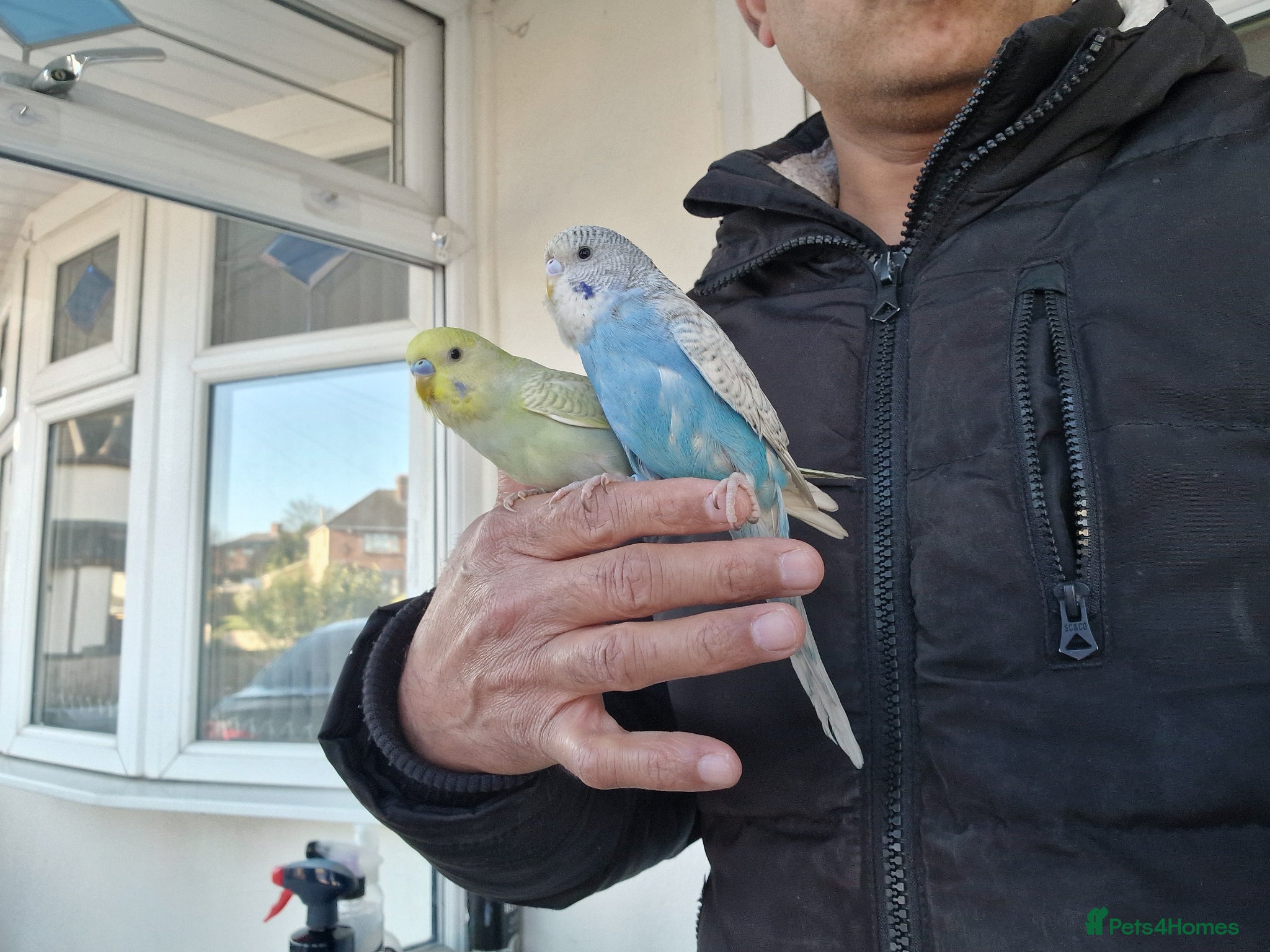 Budgerigars birds Super silly hand tamed baby budgies  - Advert 3