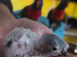Lorikeets birds Rainbow Lorikeet Chicks (Trichoglossus moluccanus) - Advert 15