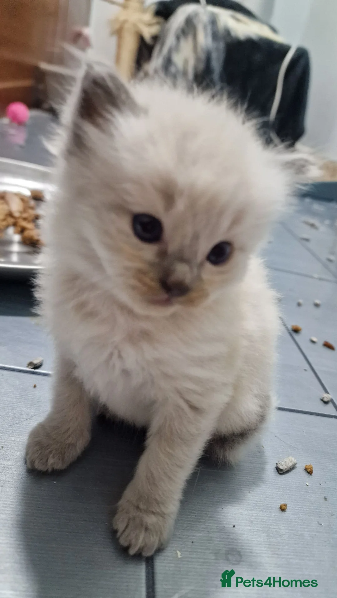 Ragdoll cats for sale: 7 beautiful ragdoll kittens 2 are blue point in Accrington - Advert 2