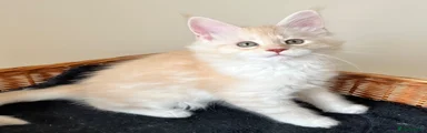 Maine Coon Kitten 1 