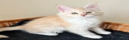 Maine Coon cats for sale: GCCF pedigree female Maine Coon kittens  - Advert 10