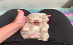 Pomeranian dogs for sale: Rare lilac tan merle teddy bears 🧸💎 - Image 14