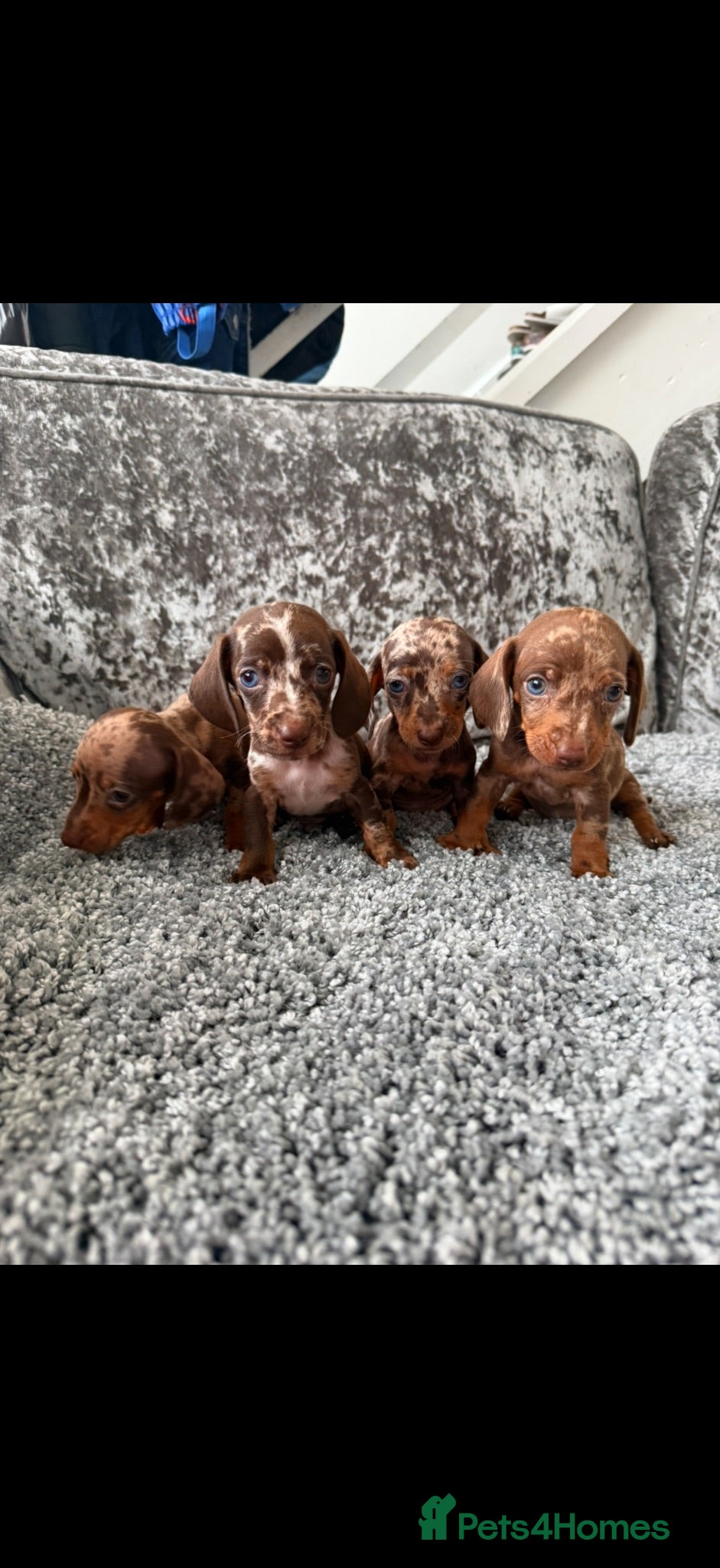 Dachshund dogs Miniature Dachshund - Advert 18
