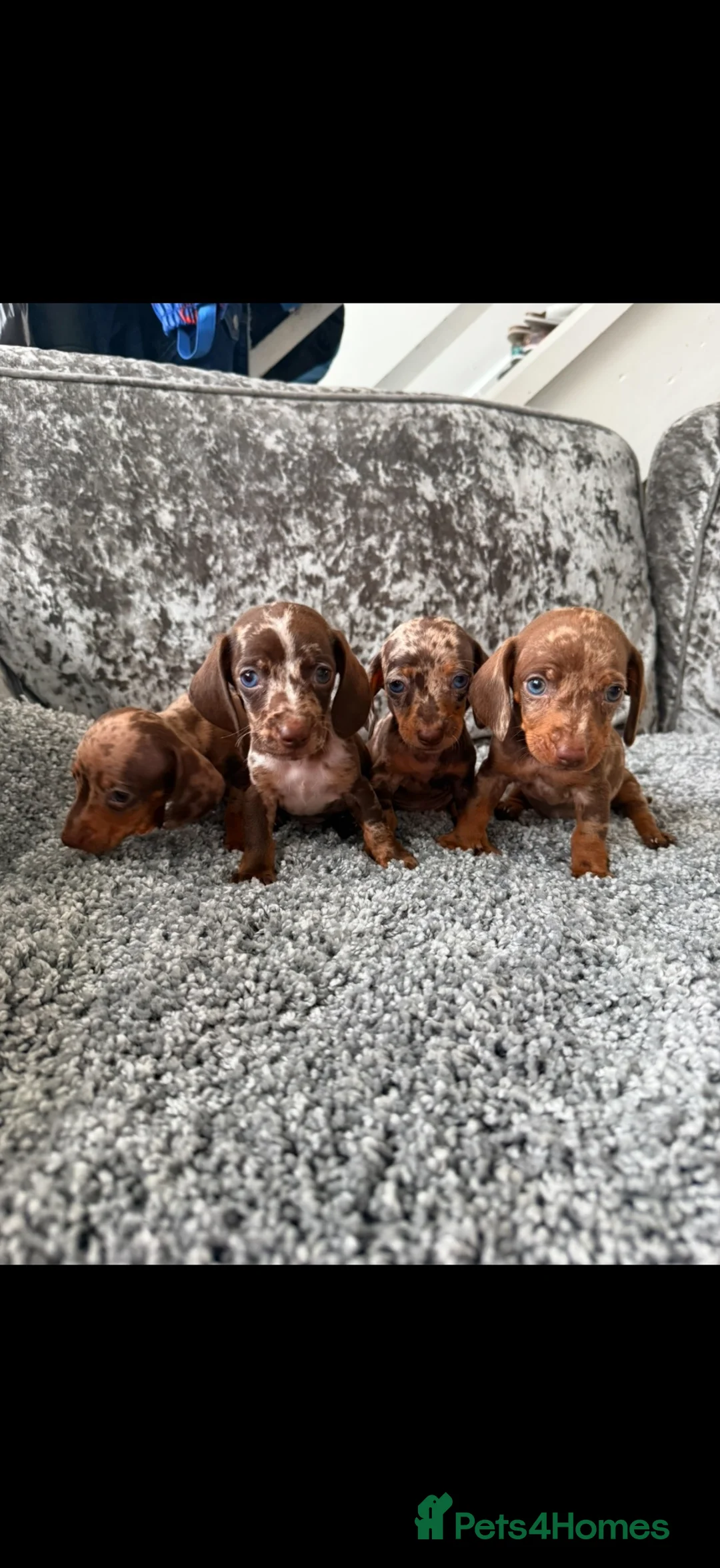 Dachshund dogs for sale: Miniature Dachshund - Advert 1