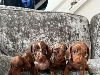 Dachshund dogs Miniature Dachshund - Advert 18