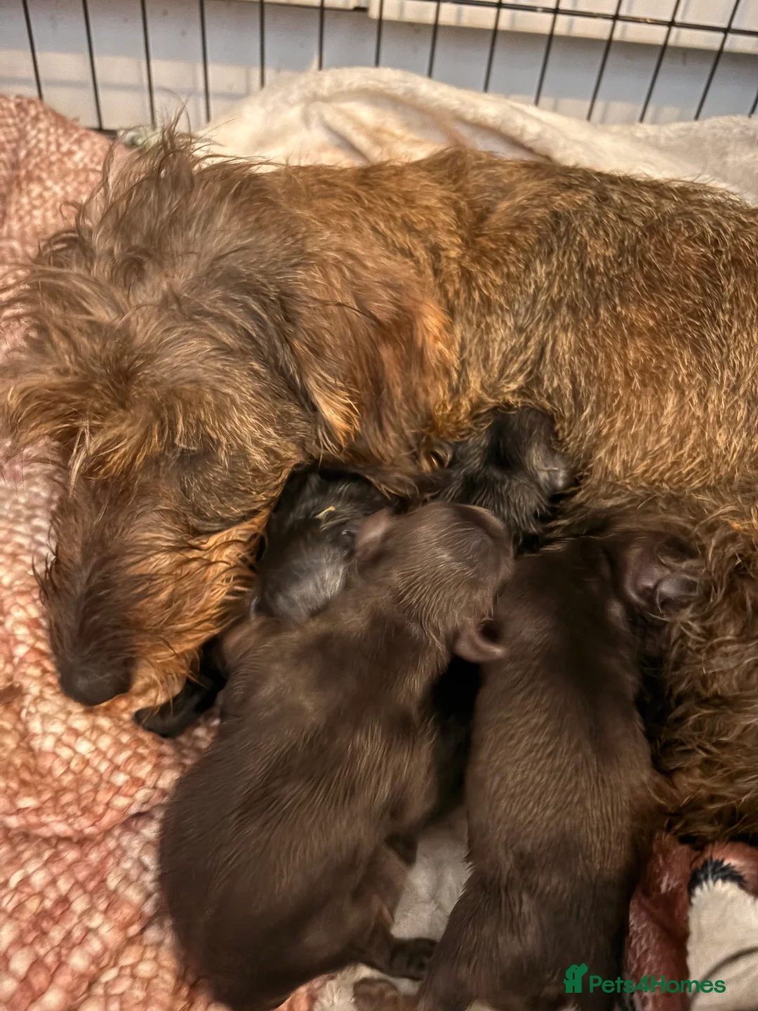 Doxiepoo dogs for sale: 5 beautiful doxipoo puppies🐾 - Advert 2
