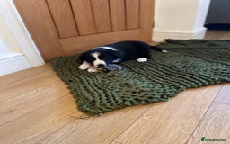 Border Collie dogs for sale: Beautiful sheepdog pups - Image 6