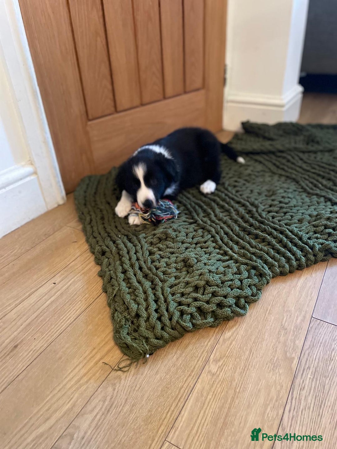 Border Collie dogs for sale: Beautiful sheepdog pups - Image 6