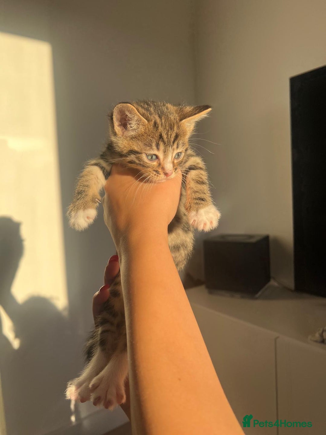 Bengal cats for sale: Beautiful Half Bengal Kittens - Advert 18