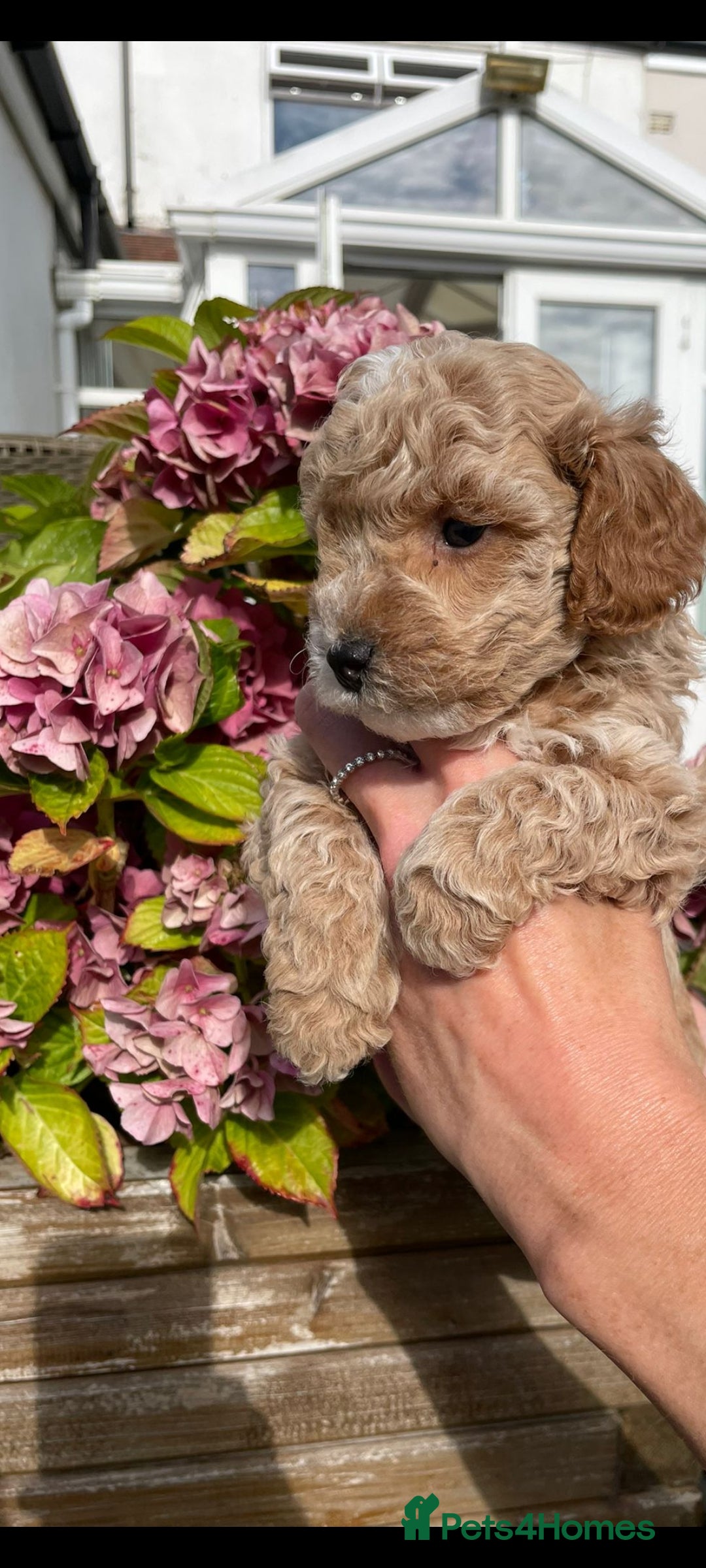 Cockapoo dogs for sale: Beautiful cockapoo puppies - Image 8